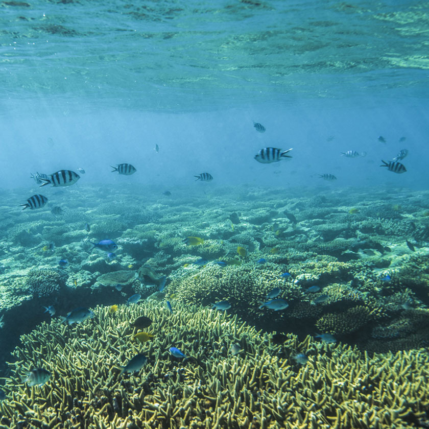 12 Lady Musgrave Island